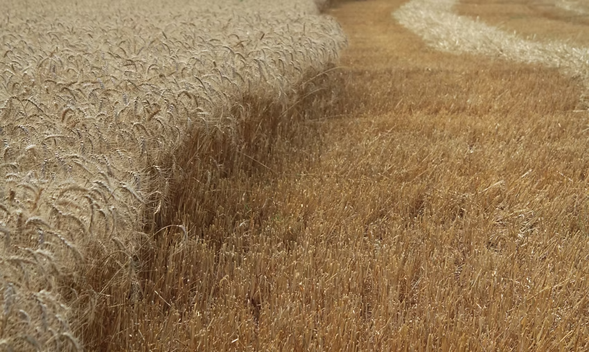 Harvested grain rows in a paddock
